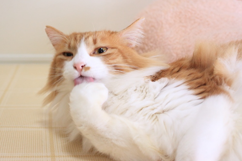 うんまかったぞ 満足な琥珀