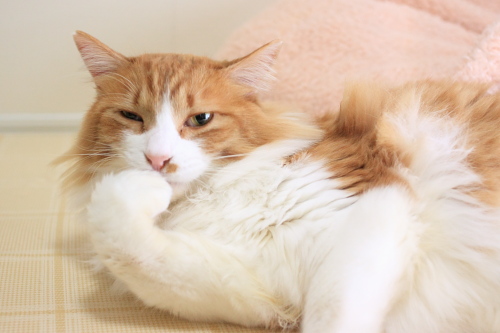 それじゃぁきれいになれないぞ げげっと思った琥珀