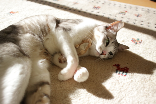 リスを抱えて転がるお坊ちゃん