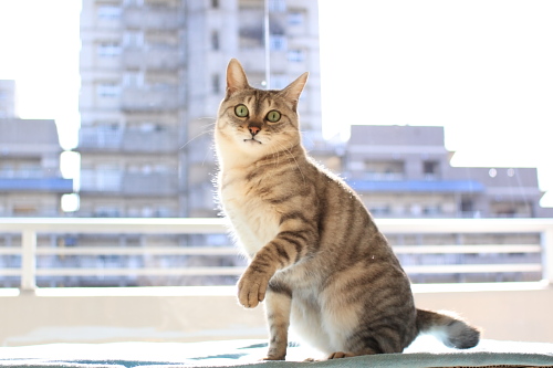 ケージの上で反応するお嬢さん