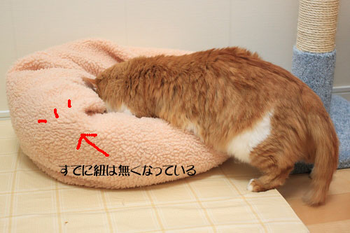 どこに隠れたんだ? ベッドの奥を探す琥珀