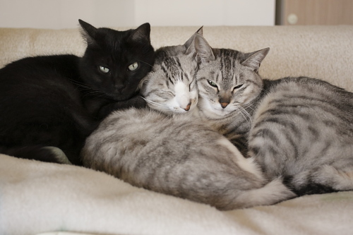 押しくらまんじゅう、猫まんじゅう お坊ちゃんに両脇から寄り添う小僧とお嬢さん