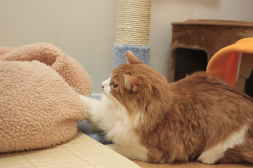 狙いを定めたぞ! ベッドの脇から狙う琥珀