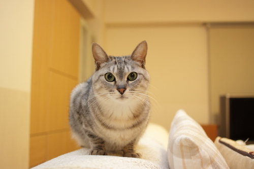 どうするの? お嬢さん