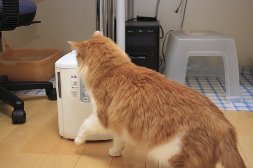 これが加湿器か? 加湿器が気になる琥珀