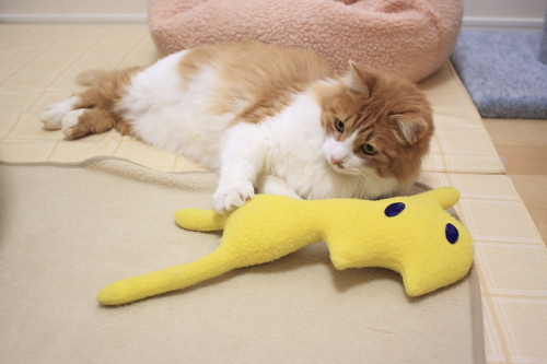 そのくらいはして欲しいぞ ちょっと拗ねてる琥珀