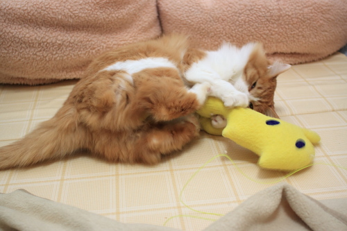くそぉっ 怒りの琥珀