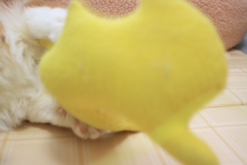 ばしーっ! 黄猫さんを投げつける琥珀
