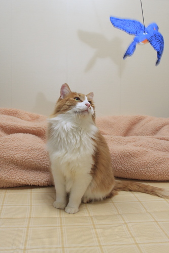 今日の獲物か? 鳥さんを見つめる琥珀