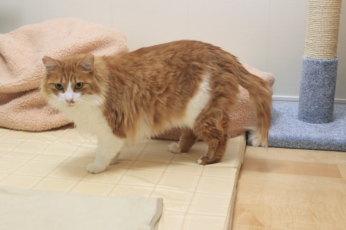ぼろすぎだぞ