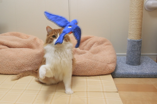 行くぞ 鳥さんに狙いを定める琥珀
