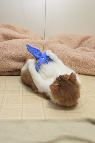 一丁上がり♪ お腹のうえに鳥さんを乗せた琥珀