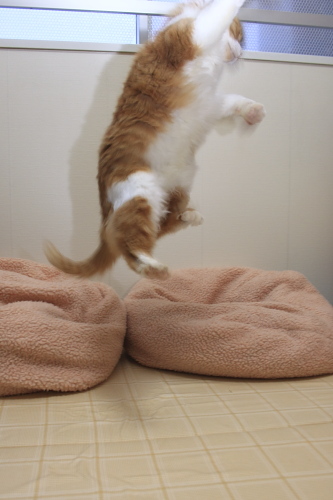 やったー♪ 喜んで飛び上がる琥珀