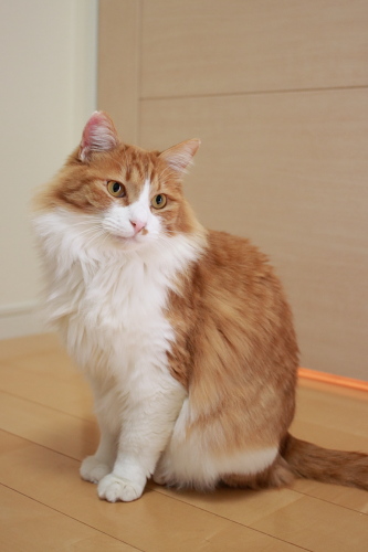 俺の方がスリムってことだぞ 丸っこい琥珀