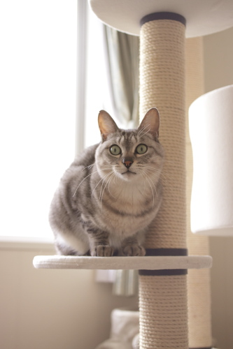 待ちくたびれちゃうよー 猫タワーで待っているお嬢さん