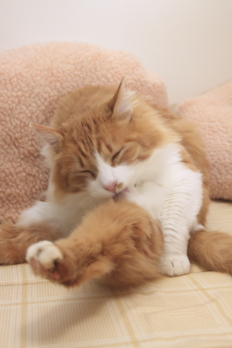 これくらいで十分だぞ とぼけて毛繕いをする琥珀
