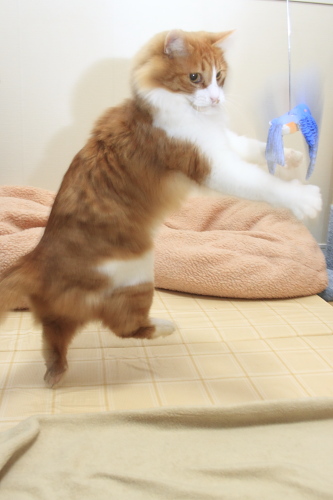 どうだ! 鳥さんめがけてジャンプする琥珀