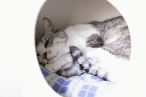 寝起き 半分寝ぼけ顔のお坊ちゃん