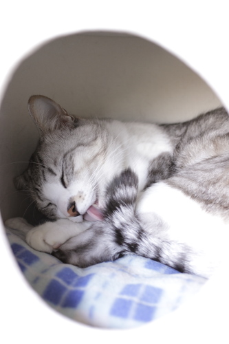 さてと ハウスの中で毛繕いするお坊ちゃん