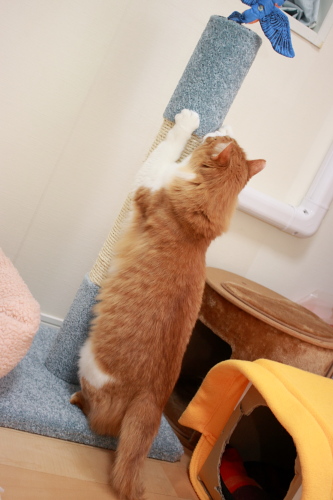 失礼だぞ スクラッチポストにつかまり立ちする琥珀