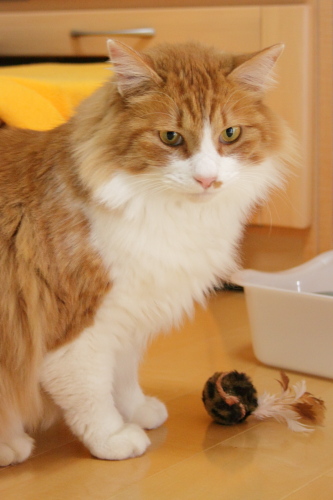 獲物か? 新しいおもちゃと琥珀