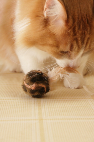 チキン味かな? おもちゃの羽根の匂いをかぐ琥珀