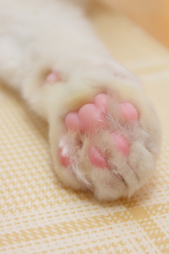 ピンクのくまさん 琥珀のお手手