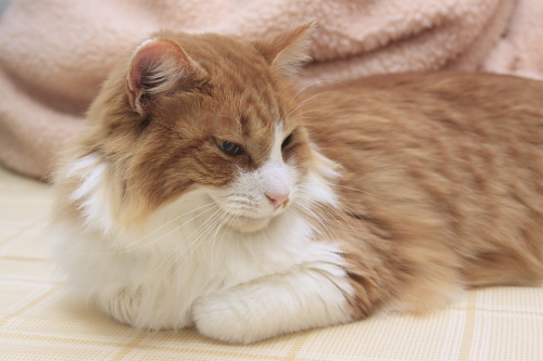 もっと高貴なものがいいぞ