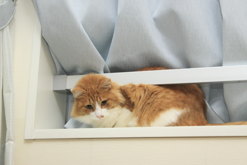 備品はまぁまぁだぞ 窓辺をさらに移動した琥珀