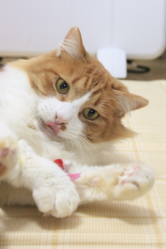やれやれ あきれる琥珀