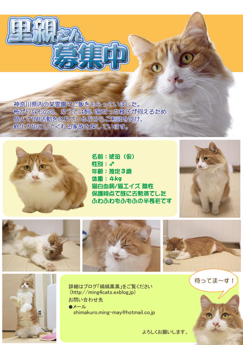 琥珀のチラシ 琥珀のチラシ