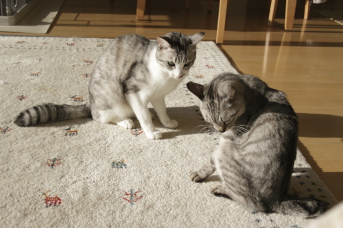 ふん! 尻尾を膨らませて鼻息も荒いお坊ちゃん