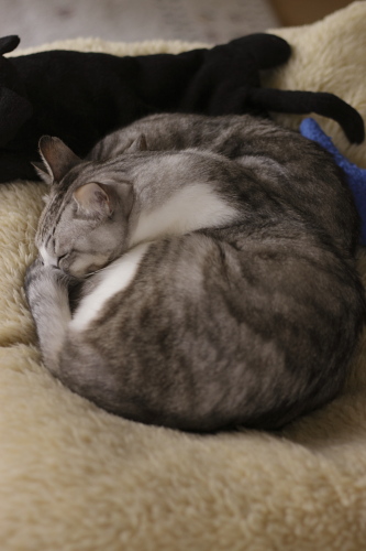 ここは広々だもん 猫布団の上のお坊ちゃん団子onお嬢さん
