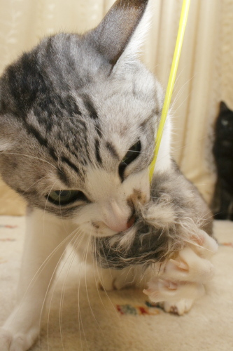 がう すごい形相で食らいついたお坊ちゃん