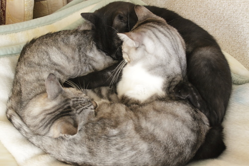 三つ巴 連結状態で眠る小僧と縞縞さん