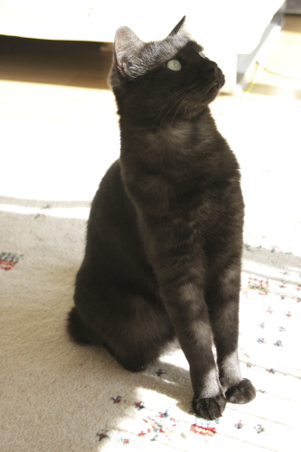 にーちゃんと一緒にサンタさんを手伝うんだ しっかり見ていた小僧