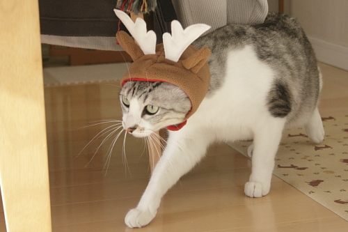 12月になったよ トナカイお坊ちゃん