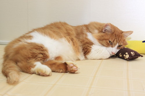 乱暴猫は嫌いなんだぞ キッカーを枕に、拗ねる琥珀