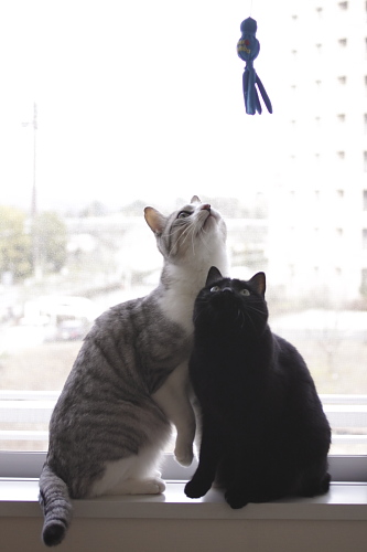 届く? お坊ちゃんが参加