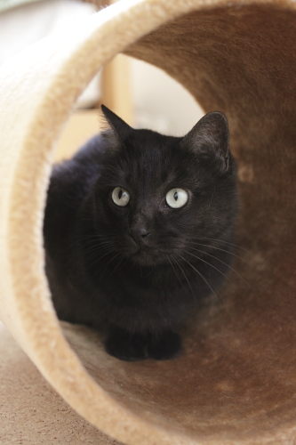 なにかあったの? 元猫タワーのトンネルに入って、まったく分かっていない小僧