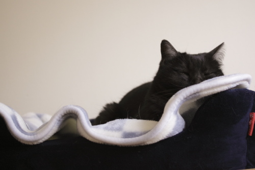 若いなぁ 猫ベッドで半寝状態の小僧