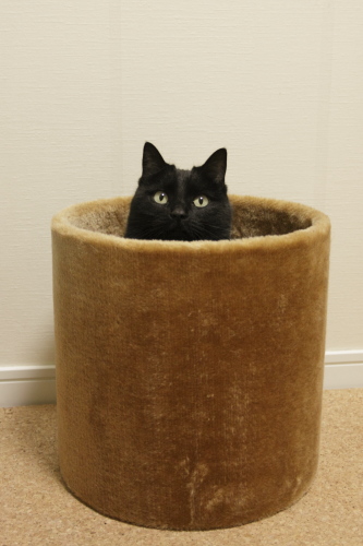 見つけてくれなくちゃなの 立てた猫タワートンネルから顔を出す小娘