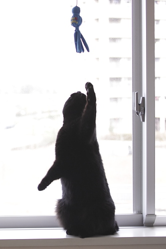 あとちょっと タコさんに手を伸ばす小娘
