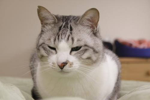 寒くて遊べなーい ぶーたれ顔でベッドに座るお坊ちゃん