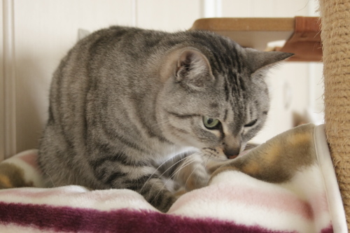動物愛護団体に訴えなきゃ ふみふみふみふみし続けるお嬢さん