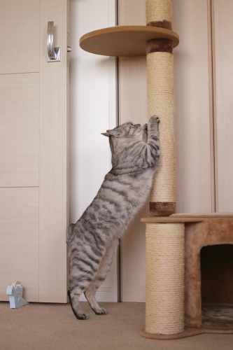 ばりばりばりばり 猫タワーで爪を研ぐお嬢さん