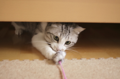 余裕! ベッドの下から飛び出すお坊ちゃん