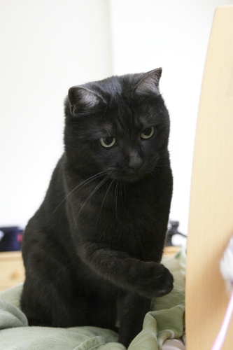 待ってました ベッドの上に座ってじゃらしに手を出す小僧