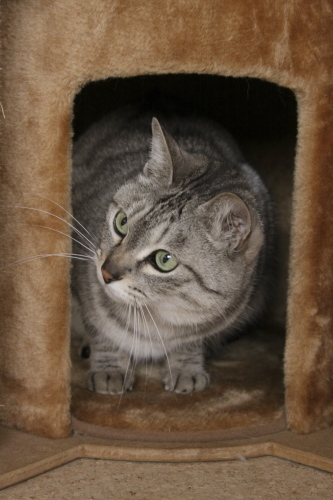来い来い来い来い 猫タワーハウスで待ち構えるお嬢さん