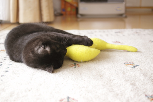 黄猫さん・・・・? 転がったまま黄猫さんを受け取った小僧